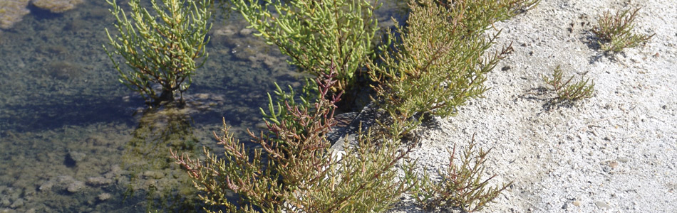 A salicórnia (Salicornia ramosissima) é uma planta herbácea que vive nas proximidades das salinas